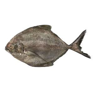 Black-Pomfret-Kala-Paplet.jpg