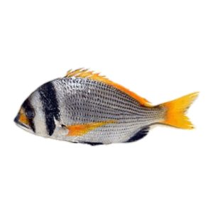 Bridled-Sea-Bream-Captain.jpg