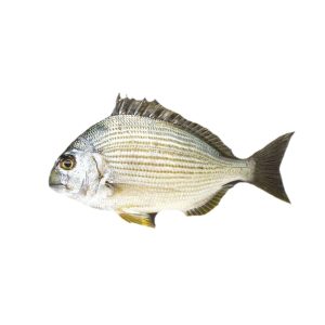 Gold-Line-Sea-Bream-kapartan.jpg