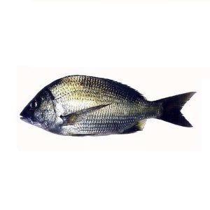 Gold-Silk-Bream-Kala-Dandia.jpg