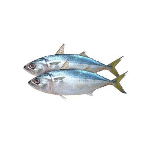 Indian-Mackerel-Bangada-1.jpg