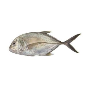 Malabar-Trevally-Kakkan.jpg