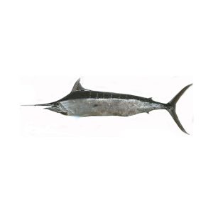 Marlin-Ghora-–-Meat.jpg